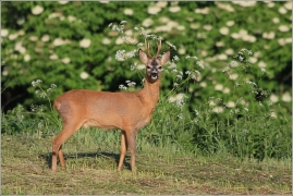 <p>SRNEC OBECNÝ (Capreolus capreolus) Šluknovsko - Jiříkov /European roe deer - Reh/</p>